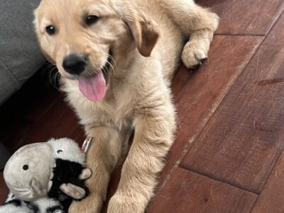 CKC Golden Retriever puppies