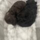 CKC toy poodle babies