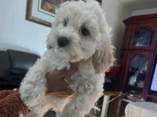 Super cute last male Bichon puppy