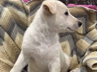 German Shepherd AKC White