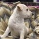 German Shepherd AKC White