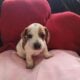 Dachshound 2 female and 2 males that are pieball