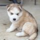 Siberian Husky Puppies