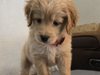 Vanilla Twinkie