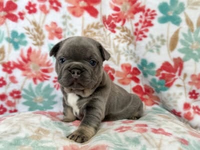 French Bulldog puppies