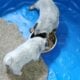 Australian cattle puppies