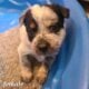 Australian cattle puppies