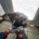 Sweet Pomsky Terrier mix