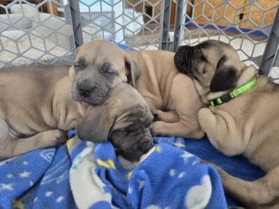 ICCF Cane Corso