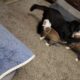Boston puppy!
