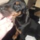 Doberman puppies