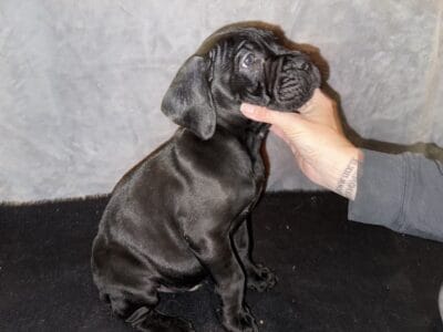 9 week old Cane Corso Pup