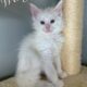 European Maine Coon Kittens