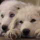 Hybrid puppies for adoption!