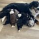Full blooded Tricolor Aussies