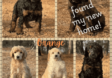 Standard Poodle Puppies