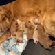 Golden Retriever Puppies