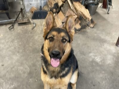 AKC registered Female German Shepard Puppy