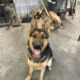 AKC registered Female German Shepard Puppy