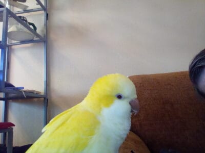 3 yr old male yellow Quaker