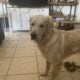 CREAM GOLDEN RETRIEVER