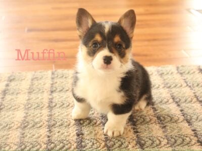 Pembroke Welsh Corgis