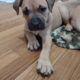 Boerboel Presa Canario puppies born Christmas Eve!