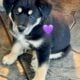 Rehoming 2 Border Collie Puppies