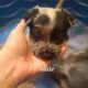 Australian cattle puppies