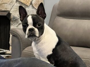 ROXANNE Small Boston Terrier female