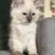 TICA Blue Colorpoint Female