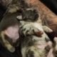Blue merle fluffy French bulldog puppy