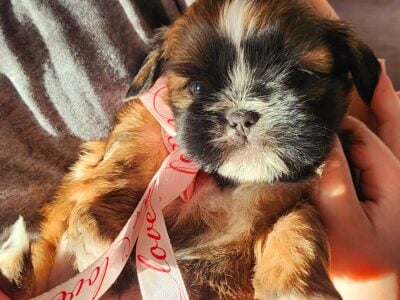 Ckc shih tzus