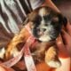 Ckc shih tzus