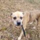 Sweet, calm dog looking for a great home!