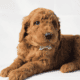 Mini Goldendoodles