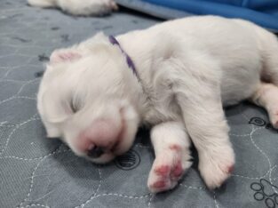 Samoyed Puppies