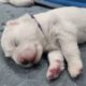 Samoyed Puppies