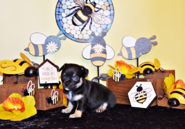 Frack – Cute Little Black/Tan Apple Head