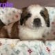 Saint Bernard puppies