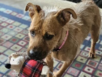 Faith Needs Rehoming Due to Owners Health