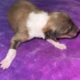 AKC Rough collies ready for homes April 10th 2025