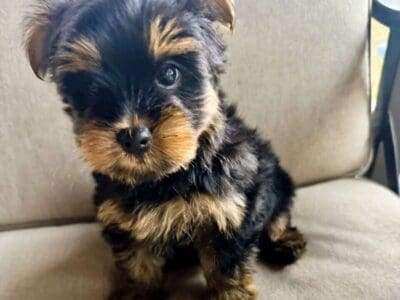 Yorkie Male with Parti Gene