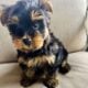 Yorkie Male with Parti Gene