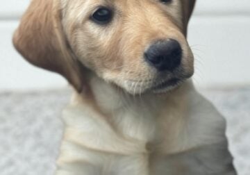 Goldador (Golden Retriever/Lab mix) Puppies