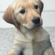 Goldador (Golden Retriever/Lab mix) Puppies