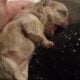 Fluffy platinum cream blue merle French bulldog pu
