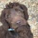 Labradoodle Puppies
