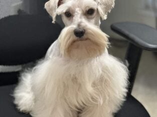 Adult Miniature Schnauzers