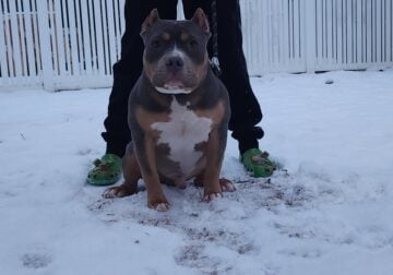 American Bully, Pocket Class, Wafflehouse Son